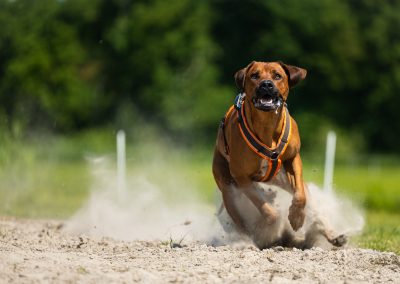 rhodesian ridgeback coursing