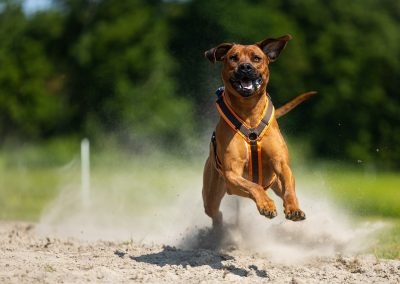 rhodesian ridgeback coursing