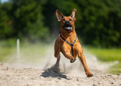 rhodesian ridgeback coursing