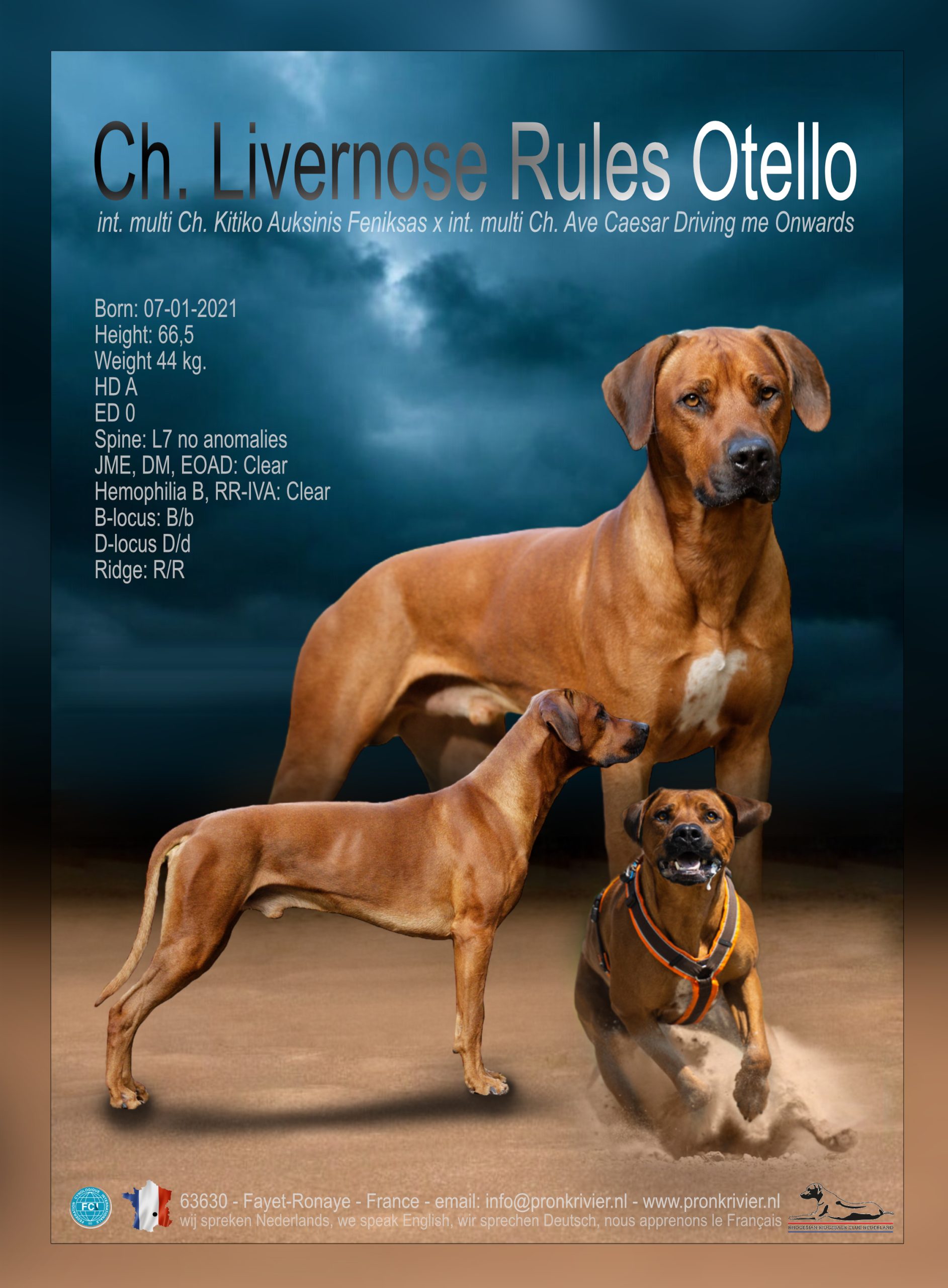 Livernose Rules Otello - stud dog flyer