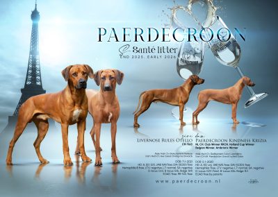 NL – Paerdecroon
