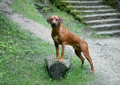 Livernose Rules Otello