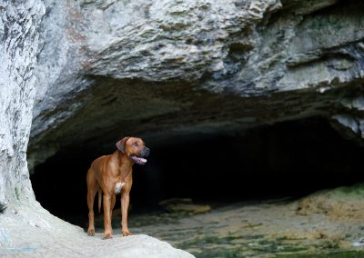 Livernose Rules Otello