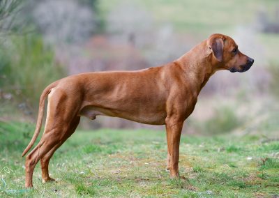 Livernose Rules Otello 5 jaar