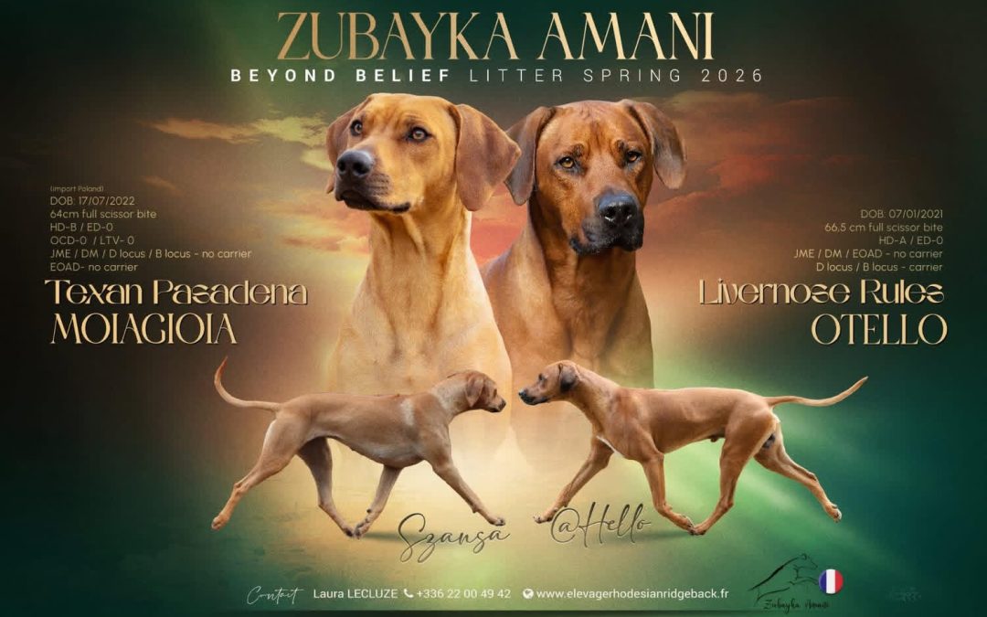 NL – ZUBAYKA AMANI