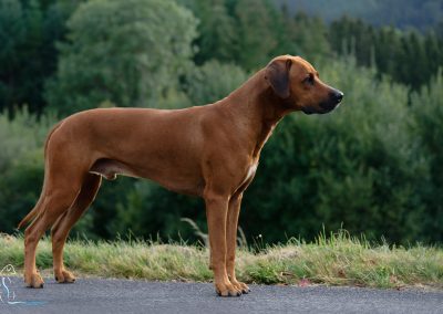 Livernose Rules Otello
